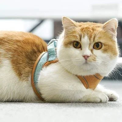 Skanto | Katt Vest Sel og Bånd Sett