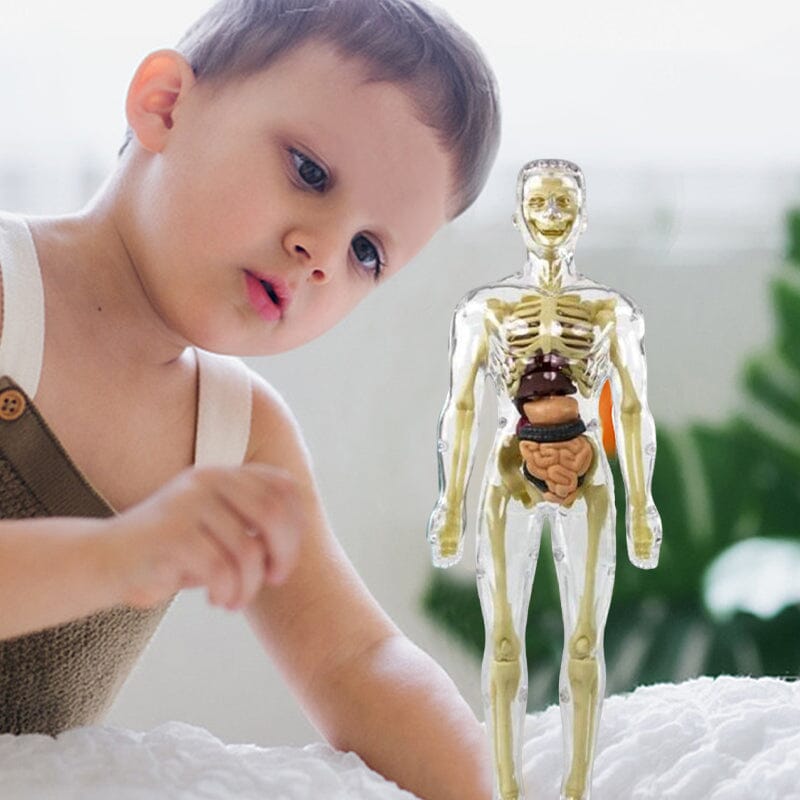 Skanto | 3D menneskekropp torso-modell for barn anatomi modell skjelett