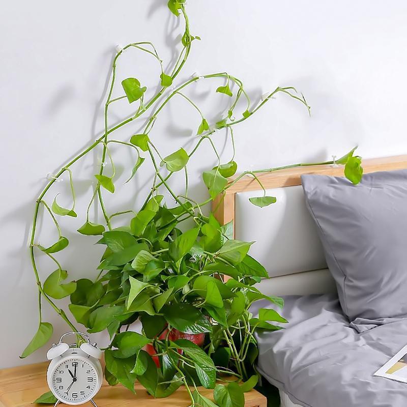 Veggstifter for klatreplanter (30 stykker) | Skanto