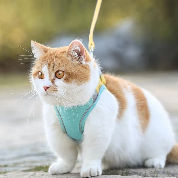 Skanto | Katt Vest Sel og Bånd Sett