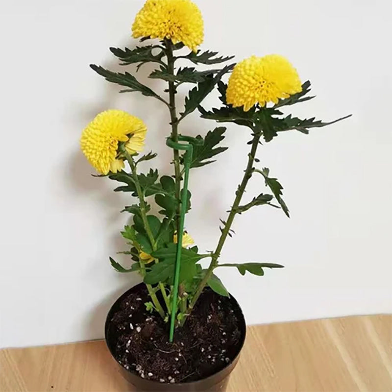Skanto | Plante støtte