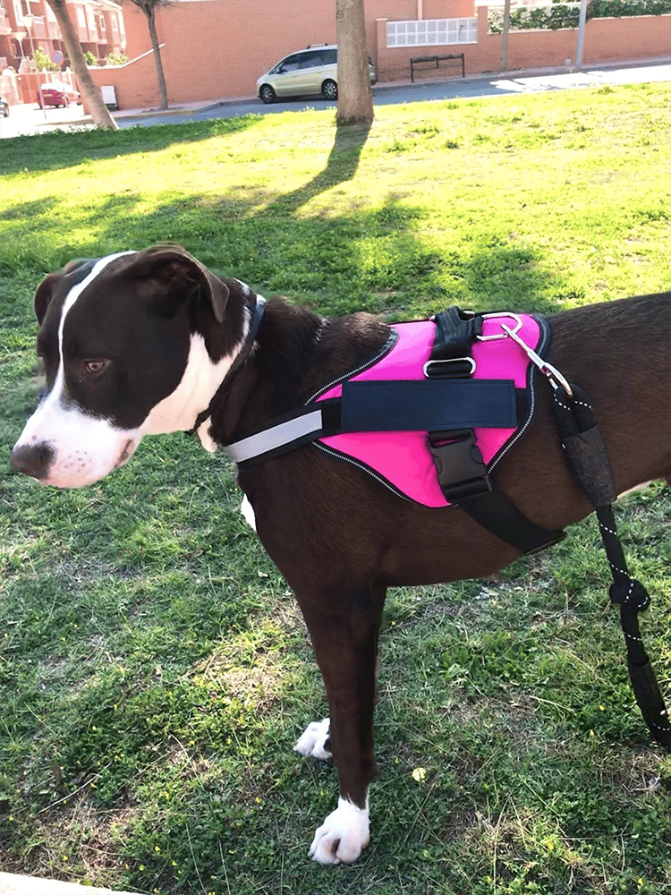 Skanto | Anti Kvelnings Hundesele