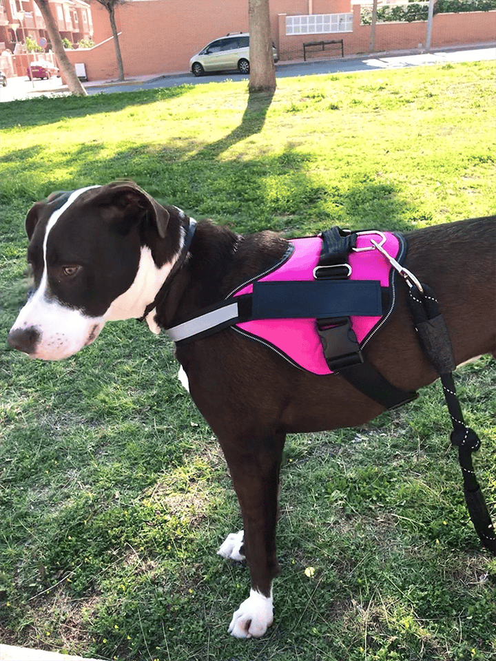 Skanto | Anti Kvelnings Hundesele