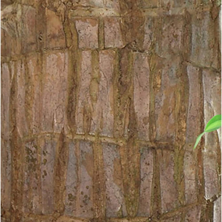 Skanto | Lucky Brazil Wood Potted Plant
