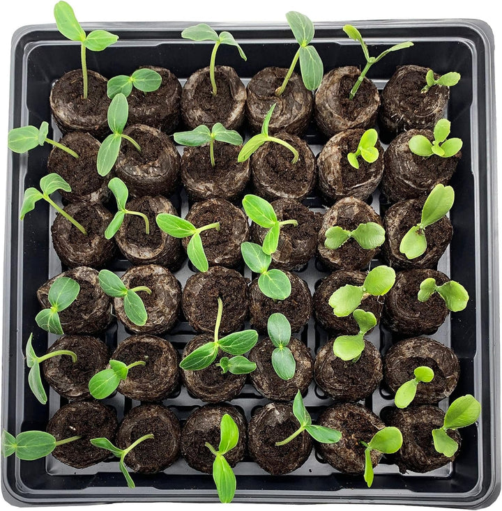 Skanto | Kokosfiber Torv Frøplante Pellets – Startpakke for Frøplante