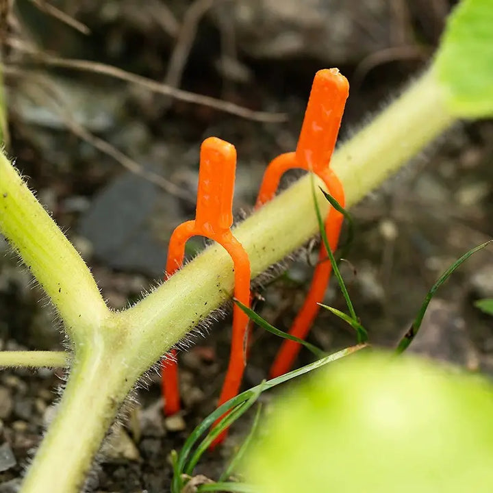 Skanto | Hageplanter støtteklips laget av plast for optimal plante-stabilitet