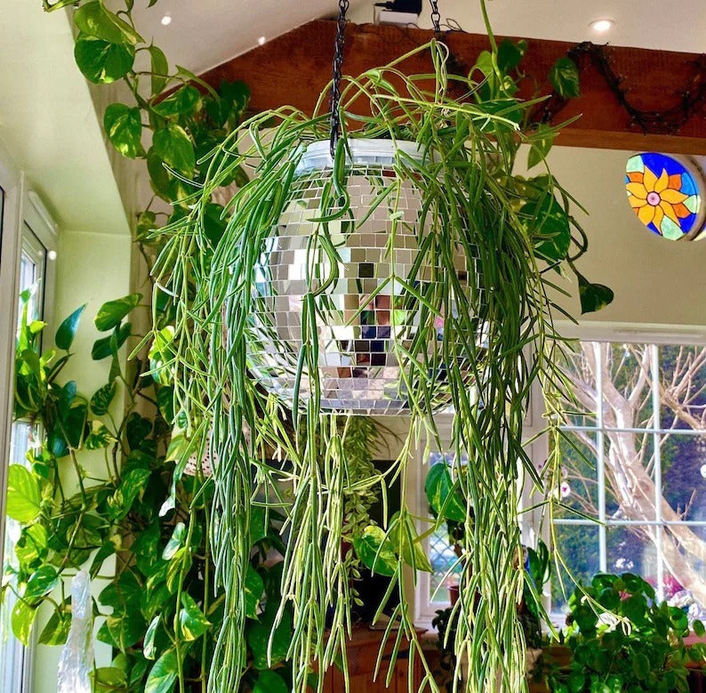 Skanto | Disco Ball Hengende Plante