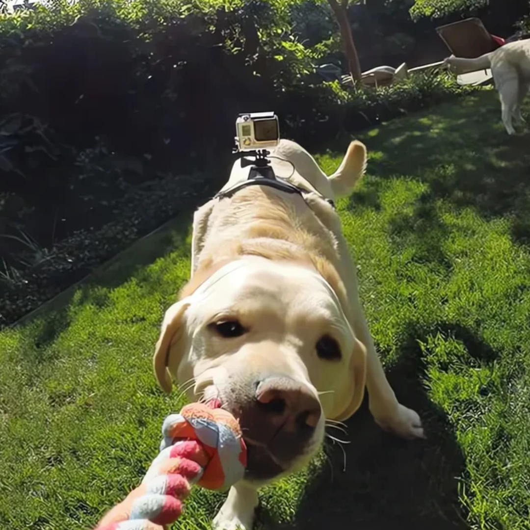 Action-Cam Hundesele med 360° Perspektiv Skanto