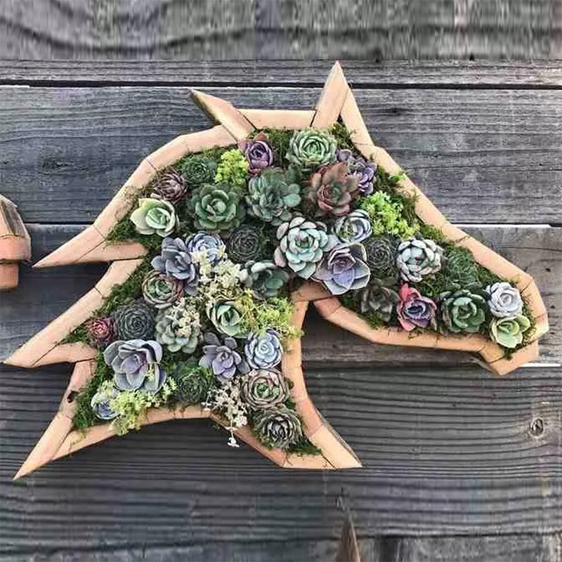 Animal Succulent Hageoppsett | Skanto