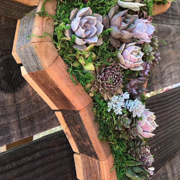 Animal Succulent Hageoppsett | Skanto