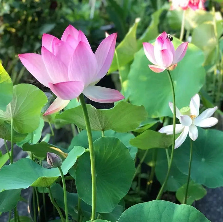 Lotusblomstfrø til dam og skål – få dem enkelt til å blomstre hjemme