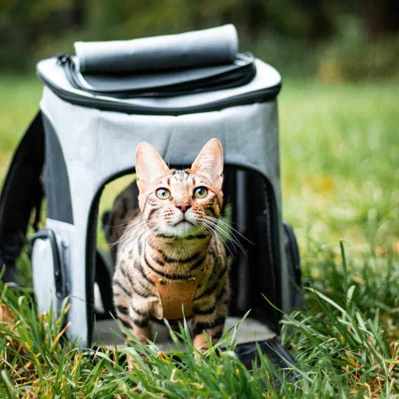 Skanto | Komfortabel Kattsekk med Utsiktsvindu