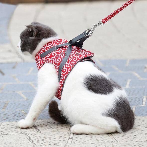 Skanto | Katt vest sele og båndsett for turer
