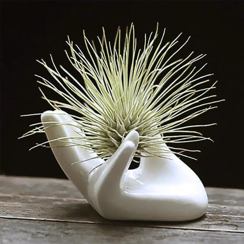 Keramisk Håndformet Luftplante Egg Smykkeholder | Skanto