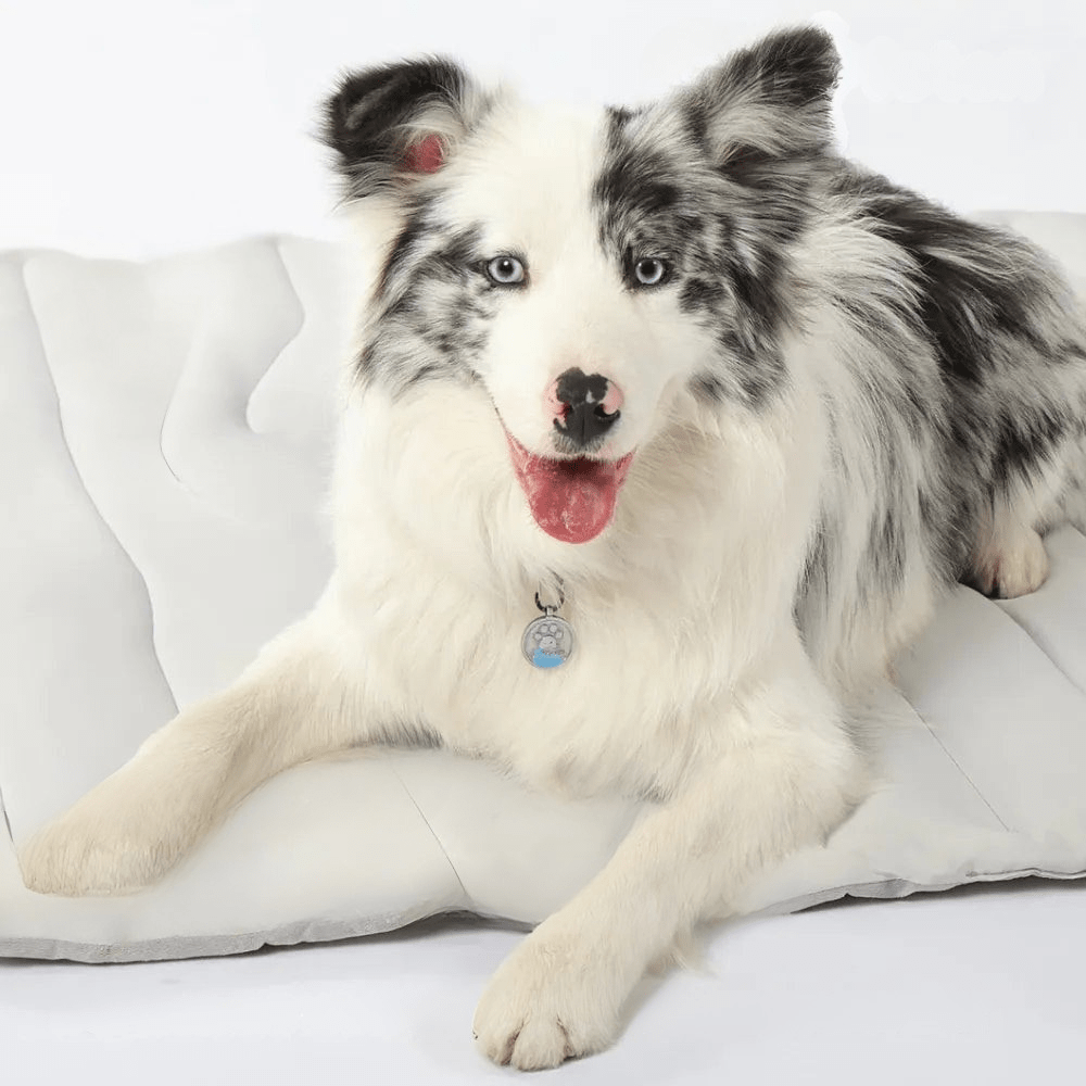 Skanto | Selvkølende hundematte for varme sommerdager & avslappede firbeinte venner