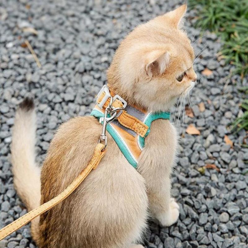 Skanto | Katt Vest Sel og Bånd Sett