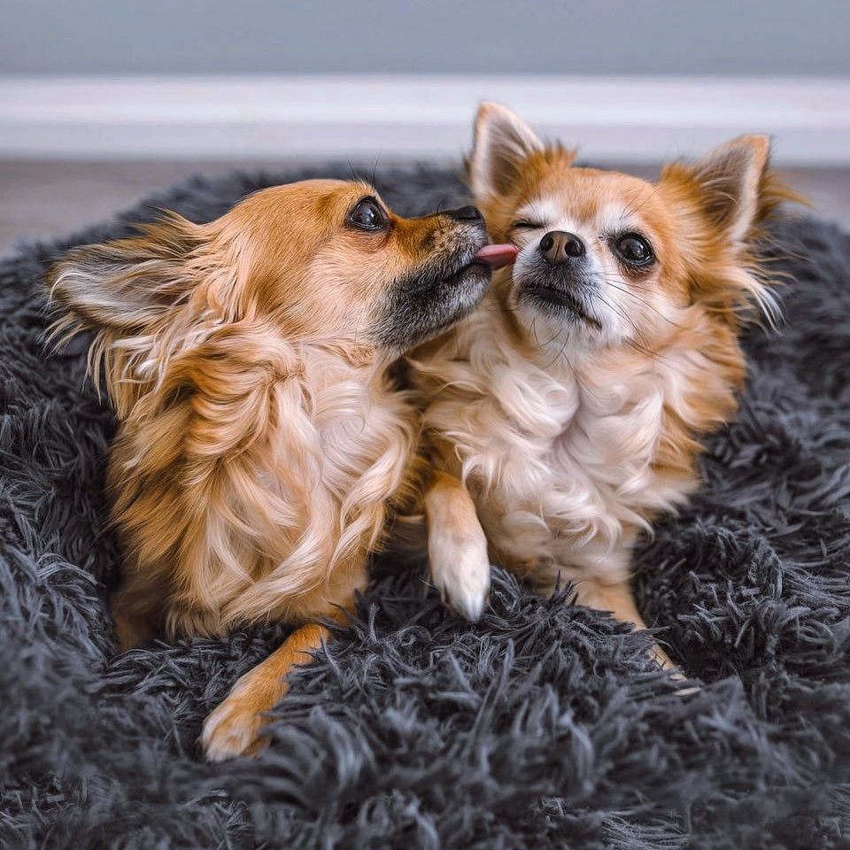 Skanto | FluffyNest Komfort Hundeseng – Ortopedisk Plysj Sovepute for Hunder
