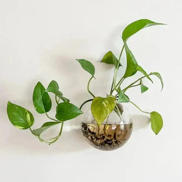 Elegant glassveggvase – minimalistisk planteholder