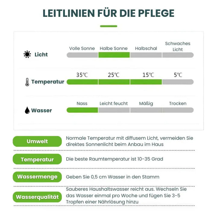 Heldig sjarm Brasilwood potteplante – Luftrensende og velstandsfremmende