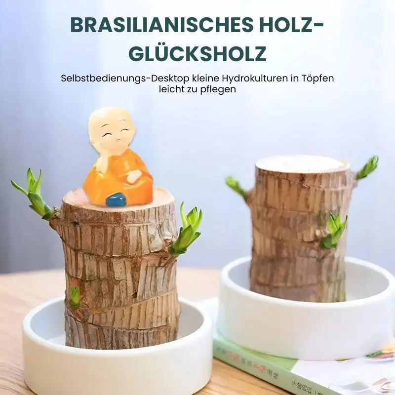Heldig sjarm Brasilwood potteplante – Luftrensende og velstandsfremmende