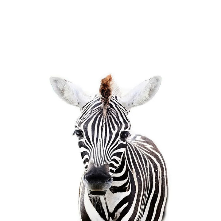 Baby Søte Dyr Veggklistermerker For Barnerom Fjerner Peel og Stick Vinyl Veggdekorasjoner For Babys Rom Kreativ DIY Veggdekor | Skanto