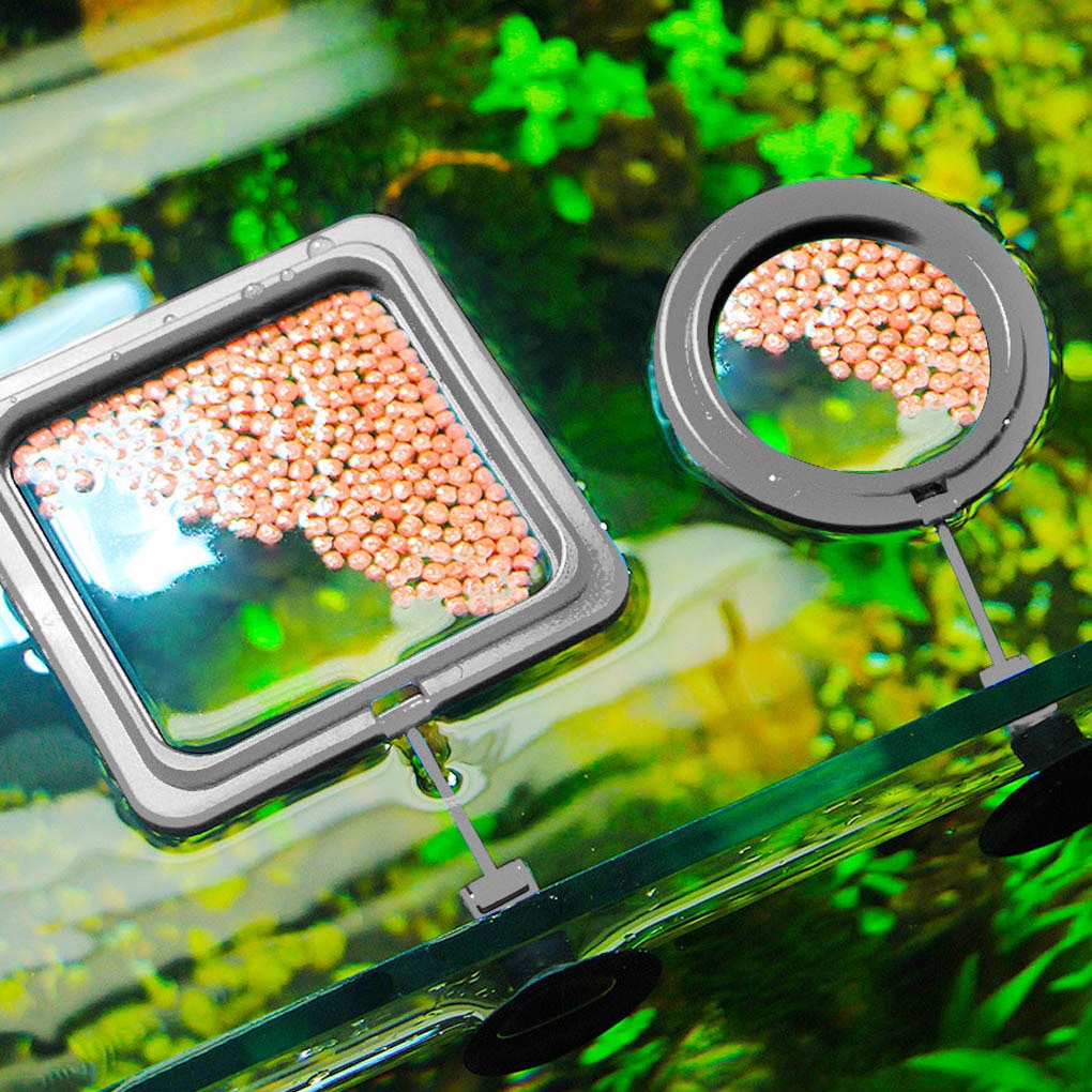 Skanto | Akvarium mating ring