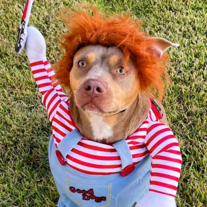 Skanto | Halloween Hundekostyme Morsomt Kjæledyrantrekk