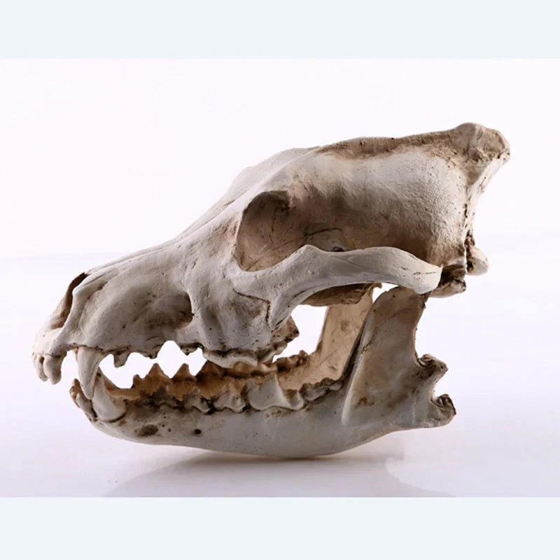 Skanto | Ulv Skjelett Skulptur Modell