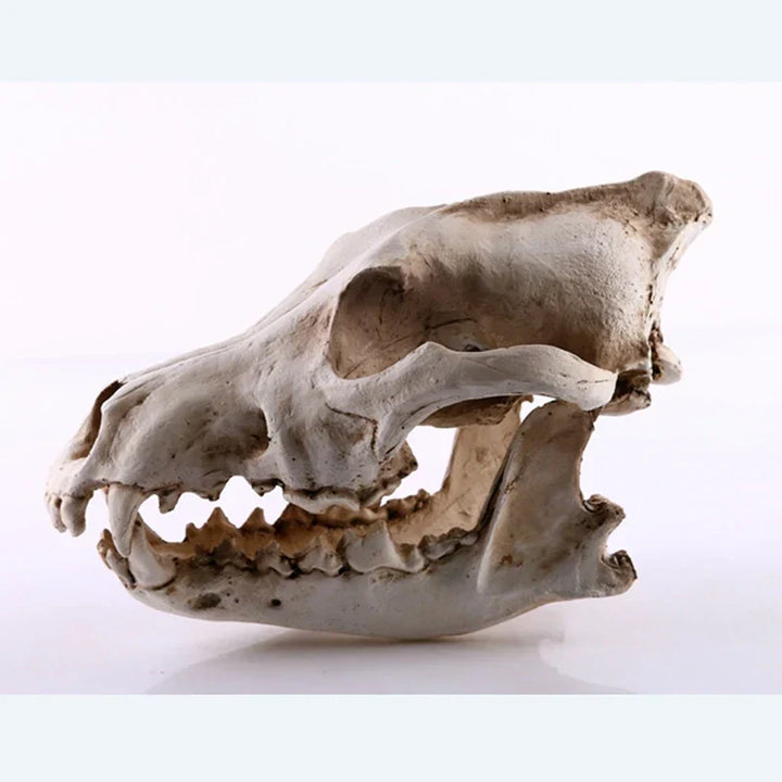 Skanto | Ulv Skjelett Skulptur Modell