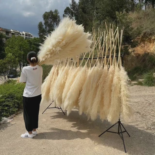 Stort fluffy pampasgress