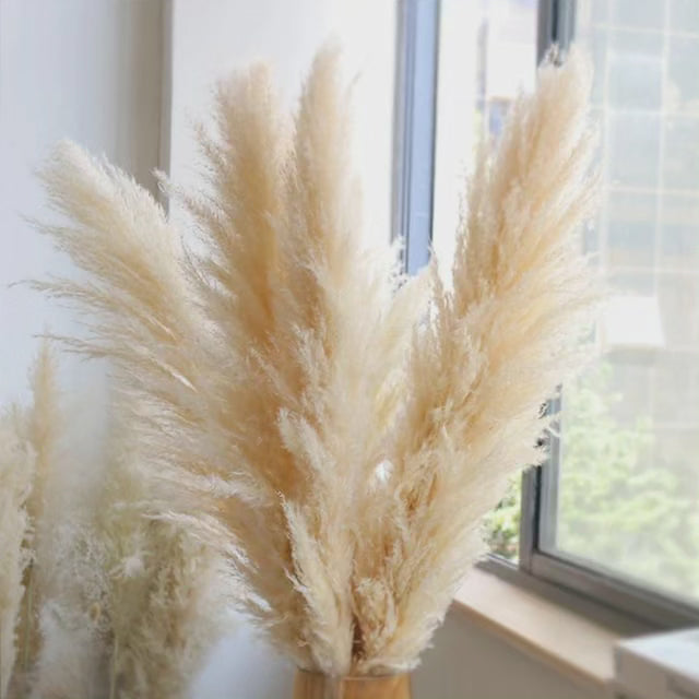 Skanto | Stor fluffy pampasgress