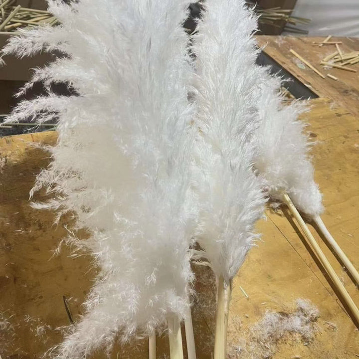Stort fluffy pampasgress