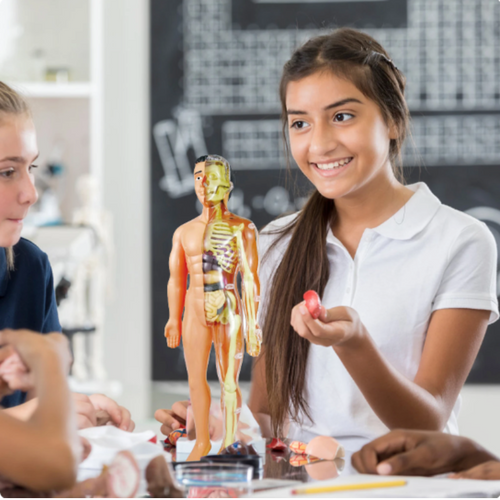 Pedagogisk anatomisk modell for barn Skanto