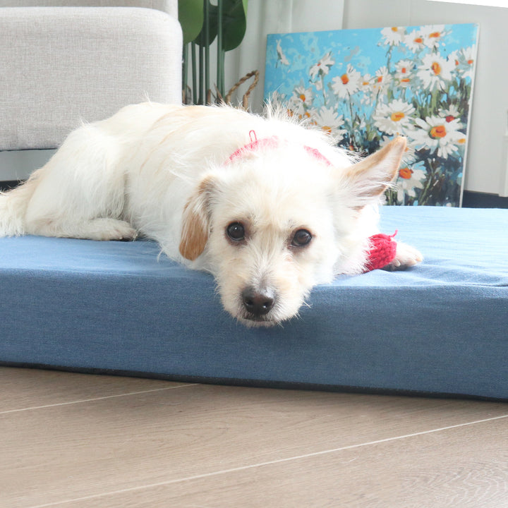 Hevet ortopedisk hundeseng
