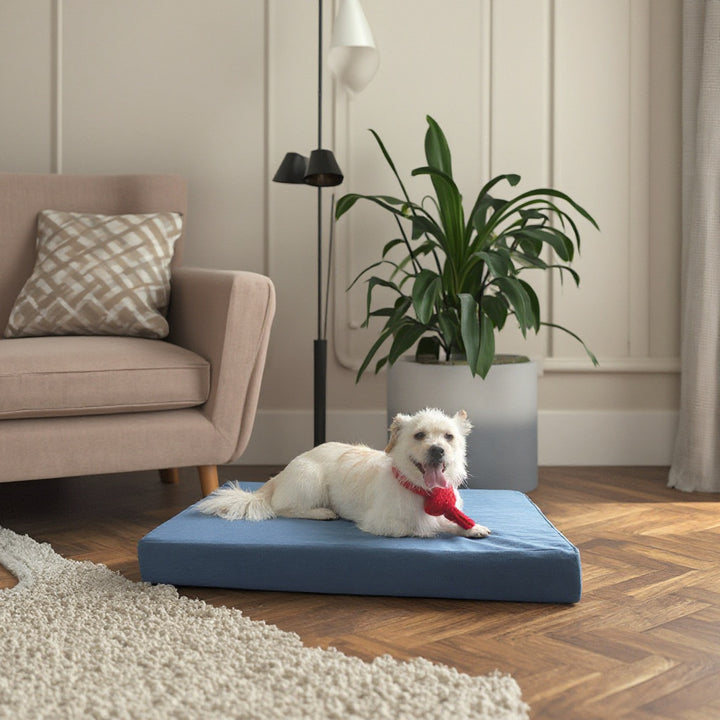 Ortopedisk skum hundeseng