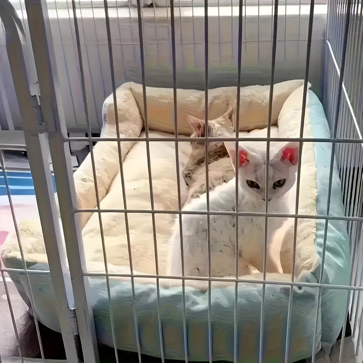 Damer Koselig Ortopedisk Hundeseng Skanto