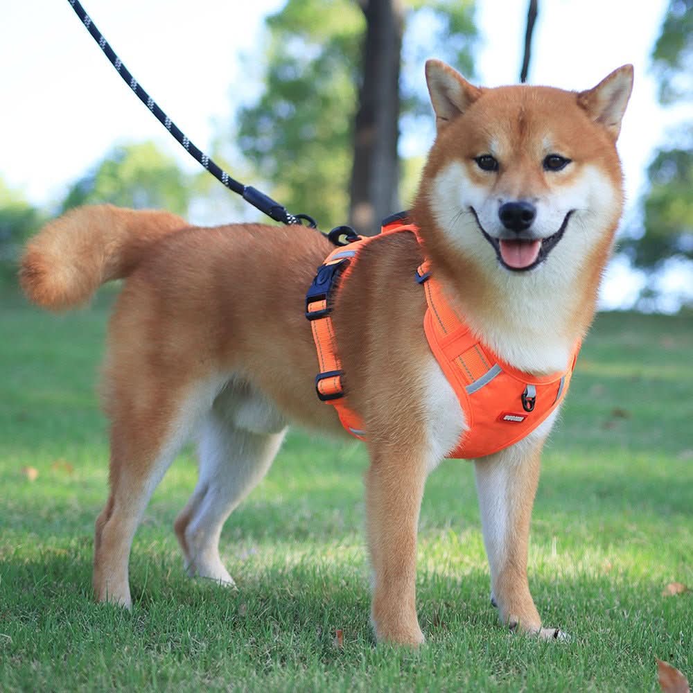 Skanto | anti-drag hundesele for smertefrie turer