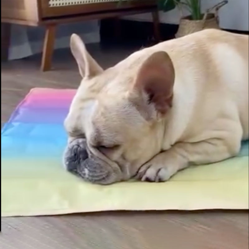 IcePup Frenchie Sommer Kjølematte med Avansert Is Tech | Skanto