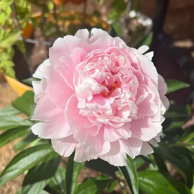Peonfrø «Dobbeltblomstret Piani» – Blomsterdronningen for hagen din