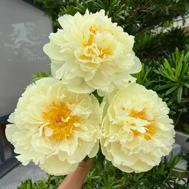 Peonfrø «Dobbeltblomstret Piani» – Blomsterdronningen for hagen din