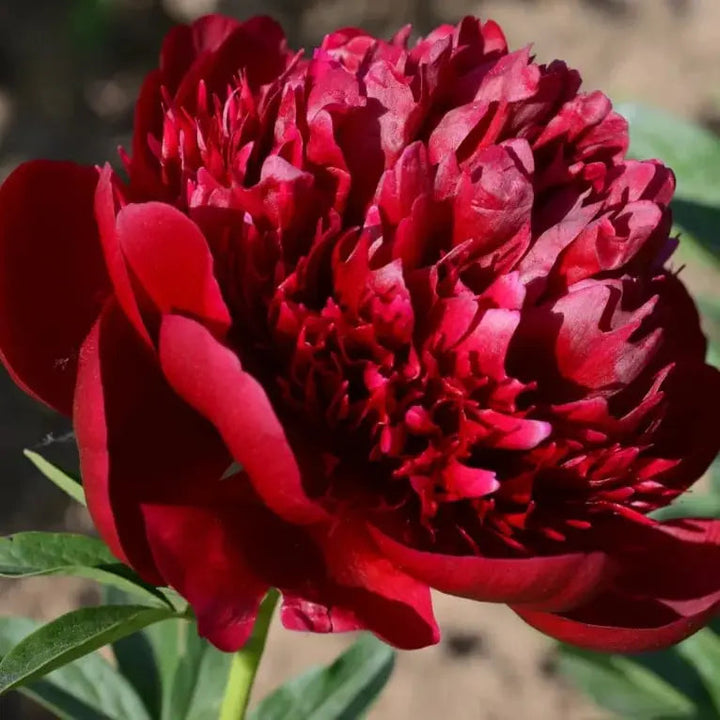 Peonfrø «Dobbeltblomstret Piani» – Blomsterdronningen for hagen din