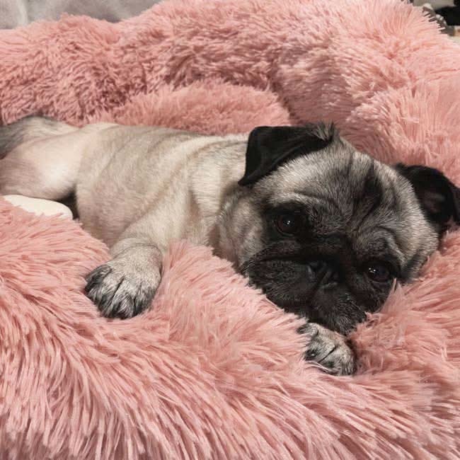 Skanto | FUZZYPLUSH – Ortopedisk Plush Hundeseng for Dyp Søvn