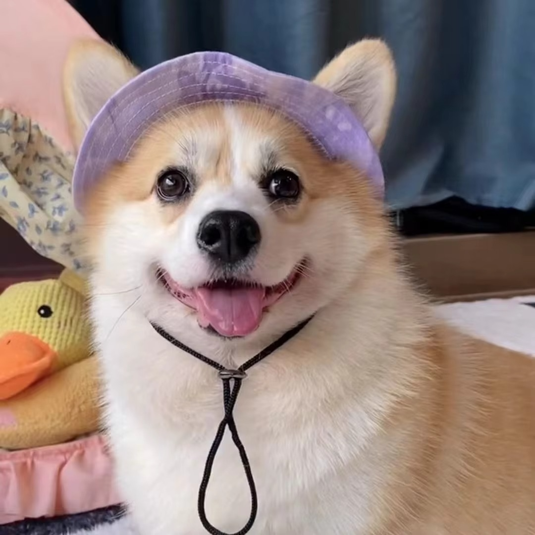 Skanto | Chic Pet Sun Hat - Lettvekts og stilfull solbeskyttelse for hunder og katter