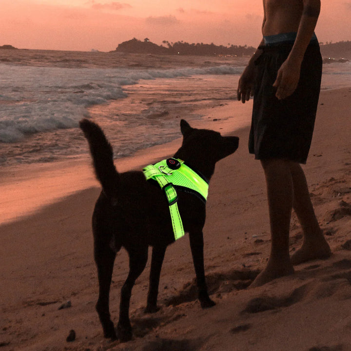 LED Hundesele USB oppladbar og justerbar Skanto