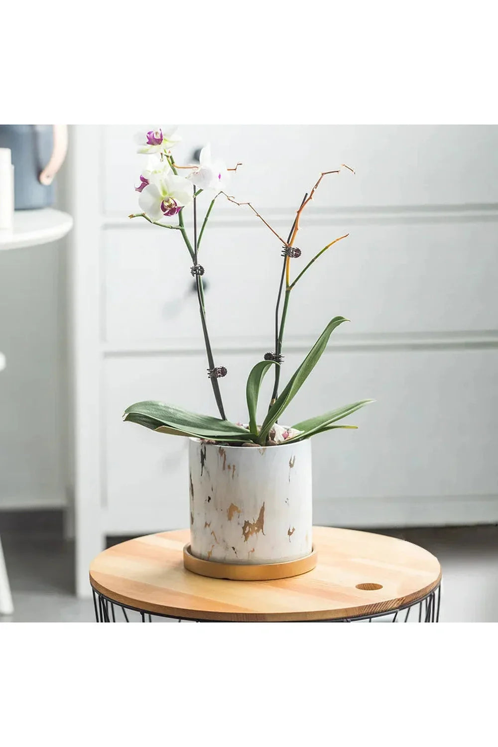 Skanto | Marmor Gullblad Plantepotte Sett
