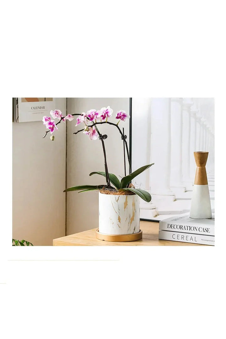 Skanto | Marmor Gullblad Plantepotte Sett
