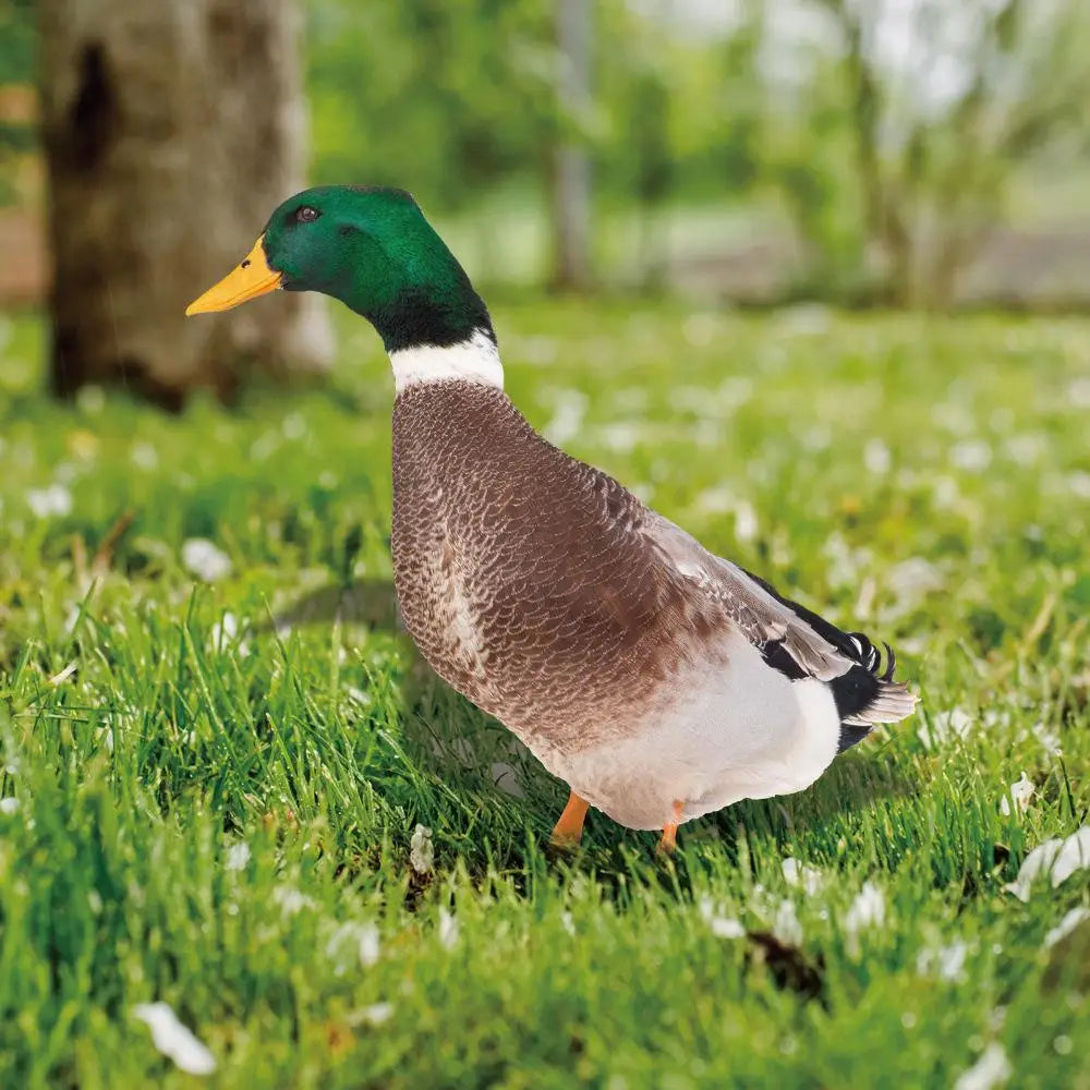 DuoDuck Realistisk Dobbelsidig Grå Fjær Skulptur Skanto