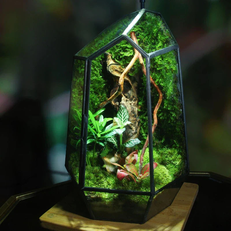 Skanto | Moderne Geometrisk Naturinspirert Botanisk Terrarium
