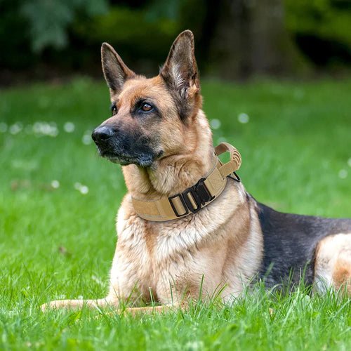 Skanto | Militær hundetrenings halsbånd – Holdbart, reflekterende nylonhalsbånd