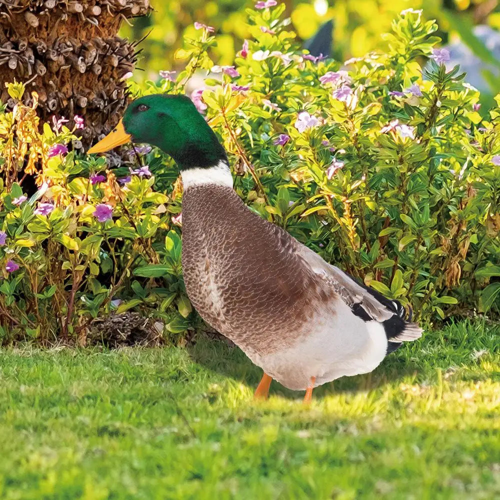 DuoDuck Realistisk Dobbelsidig Grå Fjær Skulptur Skanto